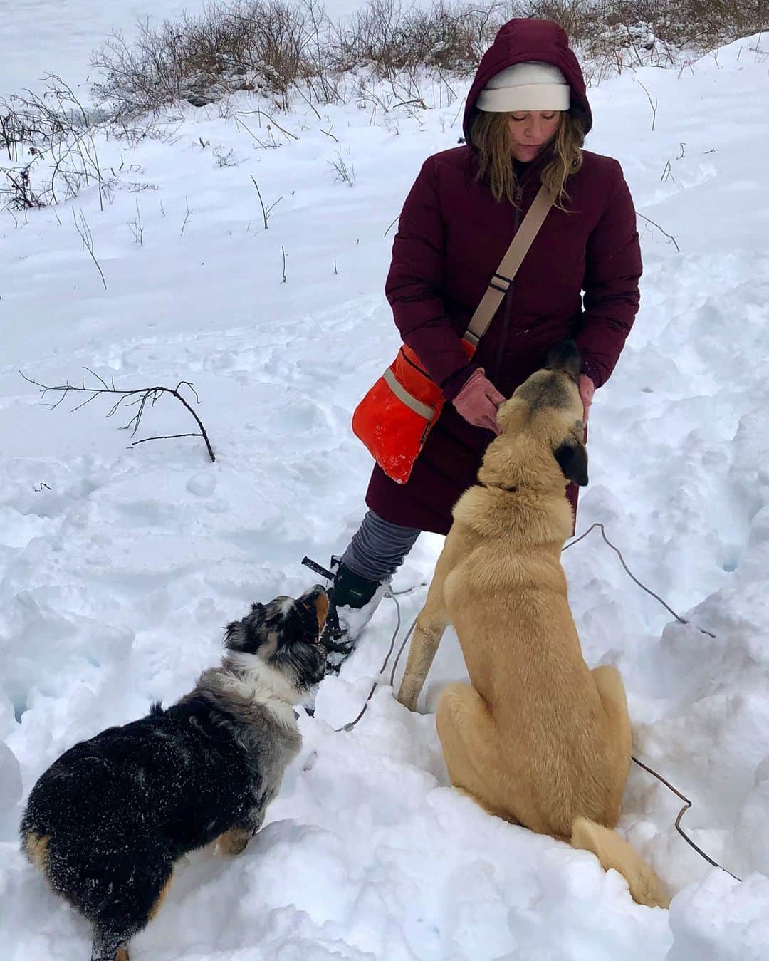 ブルックリンインダストリーズのインスタグラム：「Lexy in the Fjord with the pups. #brooklynindustries #liveworkcreate  LAST DAY to save 25% on the Fjord with code WINTERSALE at checkout.」
