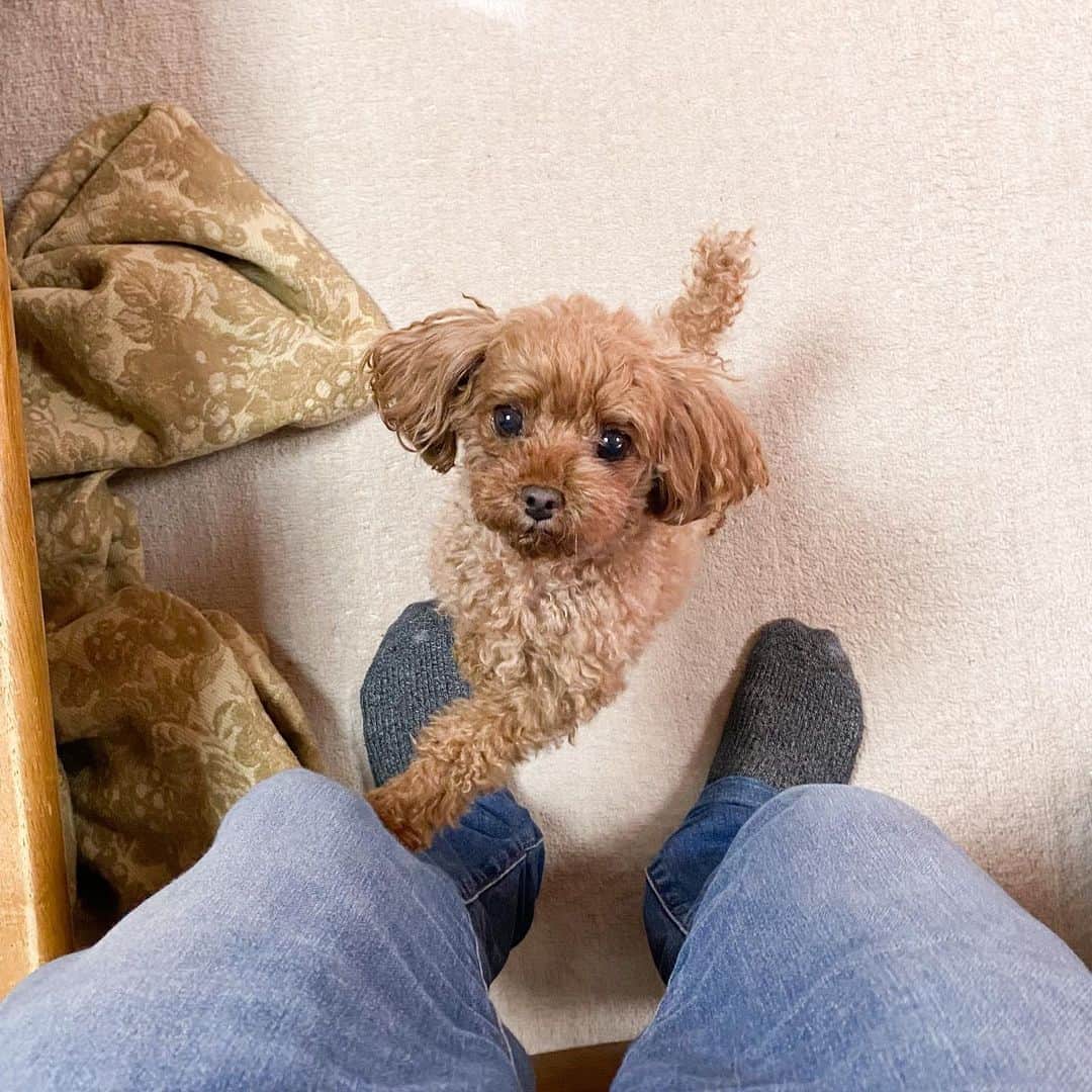 水野智路さんのインスタグラム写真 - (水野智路Instagram)「ちろ🐶 . . . . #トイプードル #プードル #poodle #親バカ #犬 #dog #いぬ #もこもこ #ちろ #chiro #ぬいぐるみ #ボサボサ #ダッフィー #duffy」12月10日 0時09分 - tomoro.m
