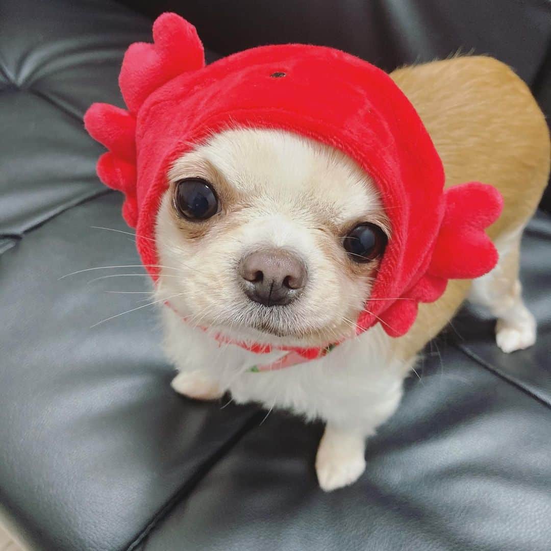 青山愛菜のインスタグラム：「まとぅーにもらった🦀 ウーパールーパーにしか見えん #chihuahua #ロングコートチワワ　#イッヌ　#きなこ てかこれ猫用かいw #マリンにゃんこ　#なりきりコスチューム」