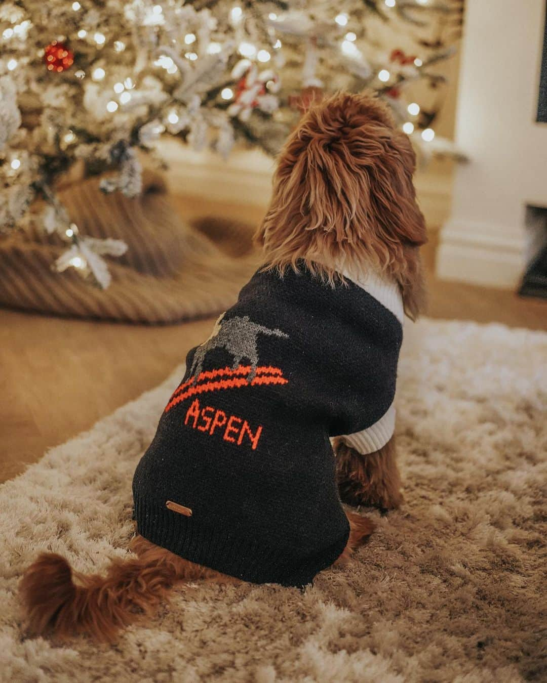 ライアン・マイヤーさんのインスタグラム写真 - (ライアン・マイヤーInstagram)「We got the dogs matching Christmas sweaters and I feel like my life is complete right now」12月10日 0時04分 - rianne.meijer