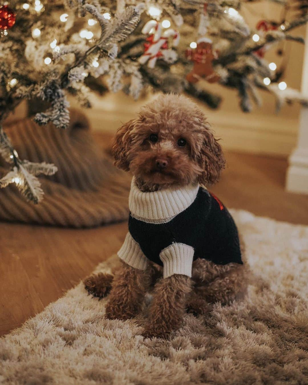 ライアン・マイヤーさんのインスタグラム写真 - (ライアン・マイヤーInstagram)「We got the dogs matching Christmas sweaters and I feel like my life is complete right now」12月10日 0時04分 - rianne.meijer