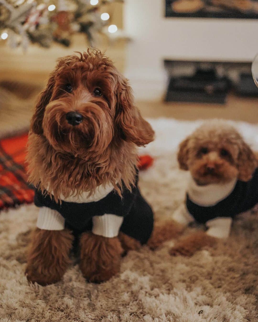 ライアン・マイヤーさんのインスタグラム写真 - (ライアン・マイヤーInstagram)「We got the dogs matching Christmas sweaters and I feel like my life is complete right now」12月10日 0時04分 - rianne.meijer