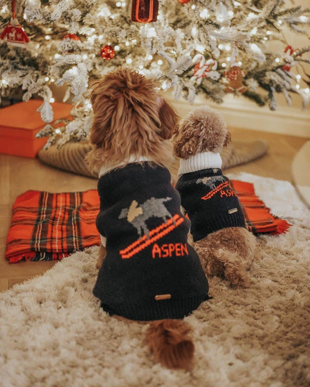 ライアン・マイヤーさんのインスタグラム写真 - (ライアン・マイヤーInstagram)「We got the dogs matching Christmas sweaters and I feel like my life is complete right now」12月10日 0時04分 - rianne.meijer