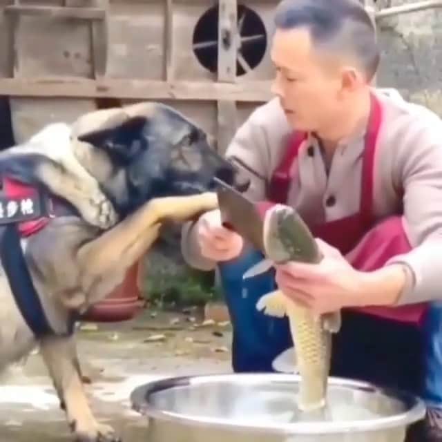 WildLifeのインスタグラム：「Tag a friend / video by unknown DM for credit pls」