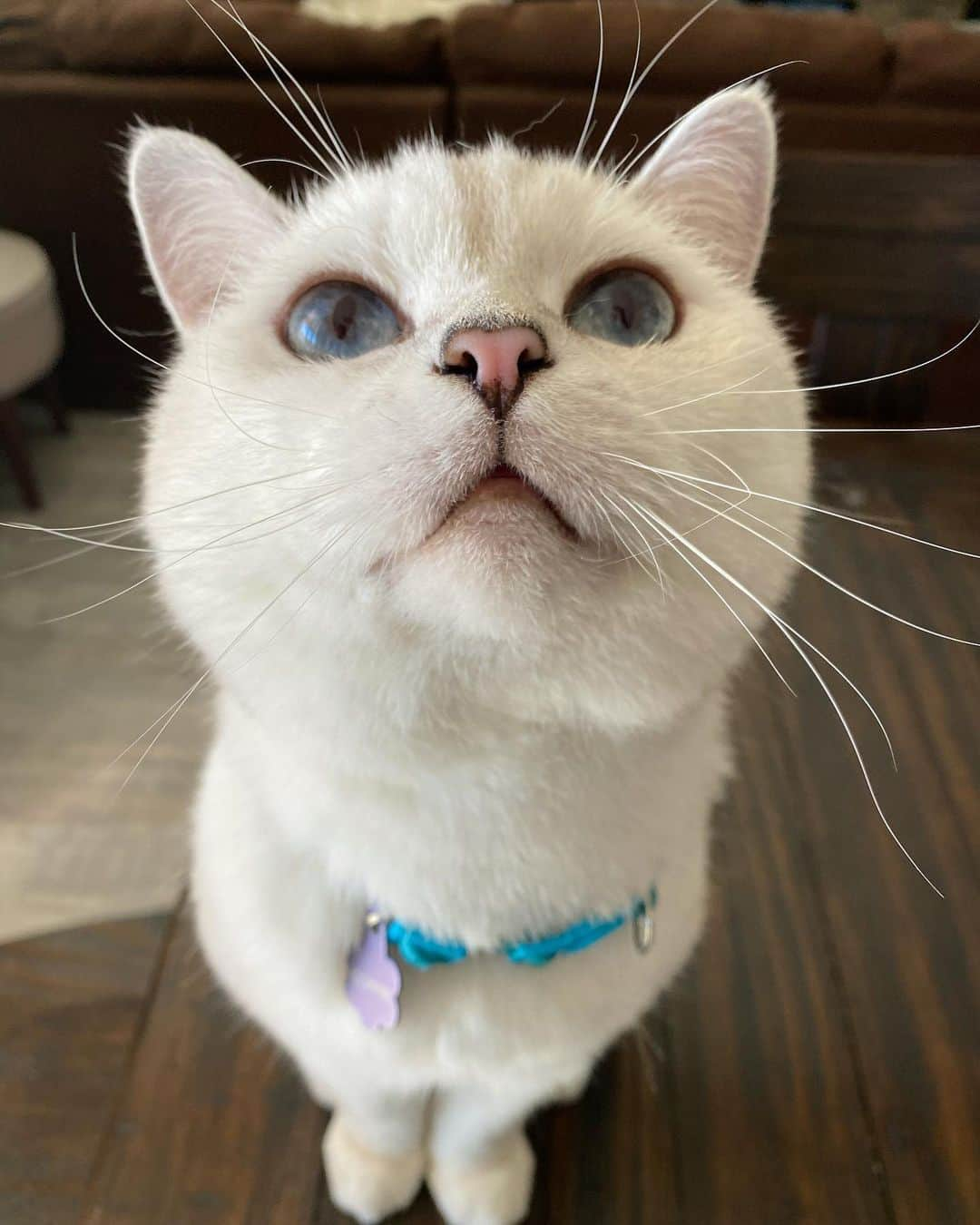 ミスター・ホワイトさんのインスタグラム写真 - (ミスター・ホワイトInstagram)「Boop my nose ❤️」12月10日 0時19分 - white_coffee_cat