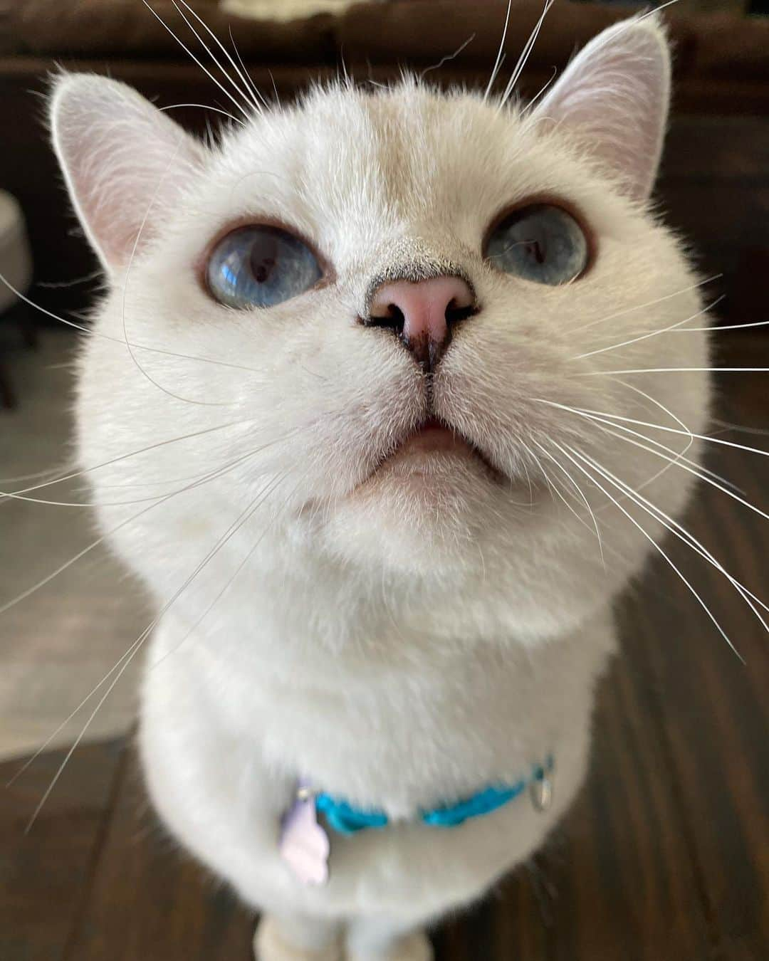 ミスター・ホワイトさんのインスタグラム写真 - (ミスター・ホワイトInstagram)「Boop my nose ❤️」12月10日 0時19分 - white_coffee_cat