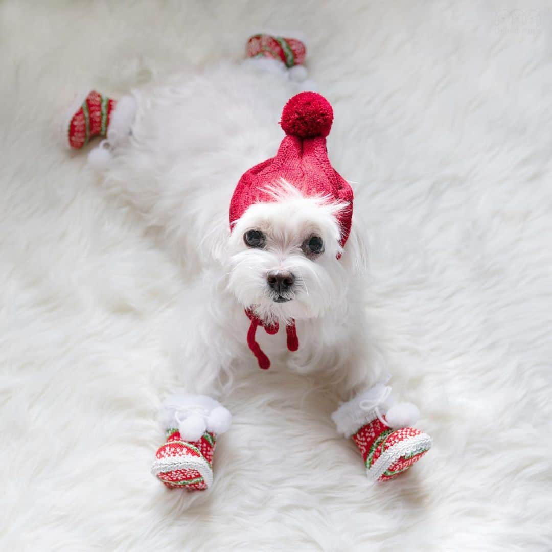 hi.arodのインスタグラム：「It’s time to upgrade to Santa paws 🎅🏻 🐾  ・・ ・  #santapaws#tistheseason #christmasdogs #firstchristmas #puppysfirstchristmas #christmaslights#christmaspuppy#christmaspup#xmasdog#twodogs#christmasdogsofinstagram#itsbeginningtolookalotlikechristmas#christmasmood#feelingfestive#maltese#maltese101#malshi#maltipoo#morkie​#maltipom​#maltipoodle​」