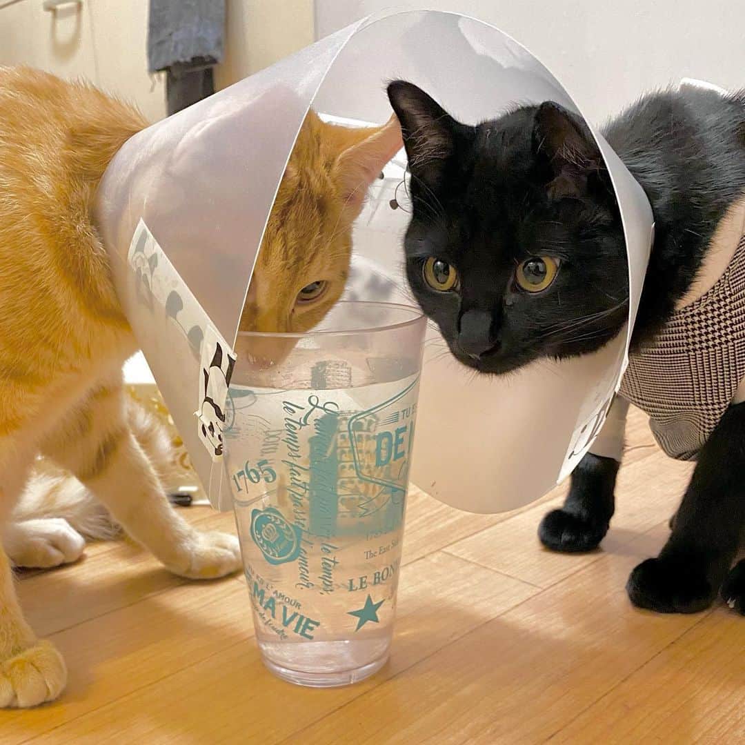 相沢あいさんのインスタグラム写真 - (相沢あいInstagram)「ぺーぽんが去勢&避妊手術を受けました。病院で飲まず食わず出さずだった子たちが、帰宅後すぐに大好きなコップの水をグビグビ飲んでいて安心。ぺーるが1日で2回もコップを倒しやがったことも目をつぶろう。 _  #ぺーぽん #cat #kitten #catstagram #catsofinstagram #catsagram #子猫 #保護猫 #保護ねこ #ねこ #cat_of_instagram #cat_of_world #catlife #catlover #catlovers #fluffy #fluffycat #にゃんすたぐらむ #ねこすたぐらむ #仔猫 #blackcat #orangecat #エリザベスカラー #黒猫 #茶トラ #退院 #術後服」12月10日 0時53分 - aizawaai