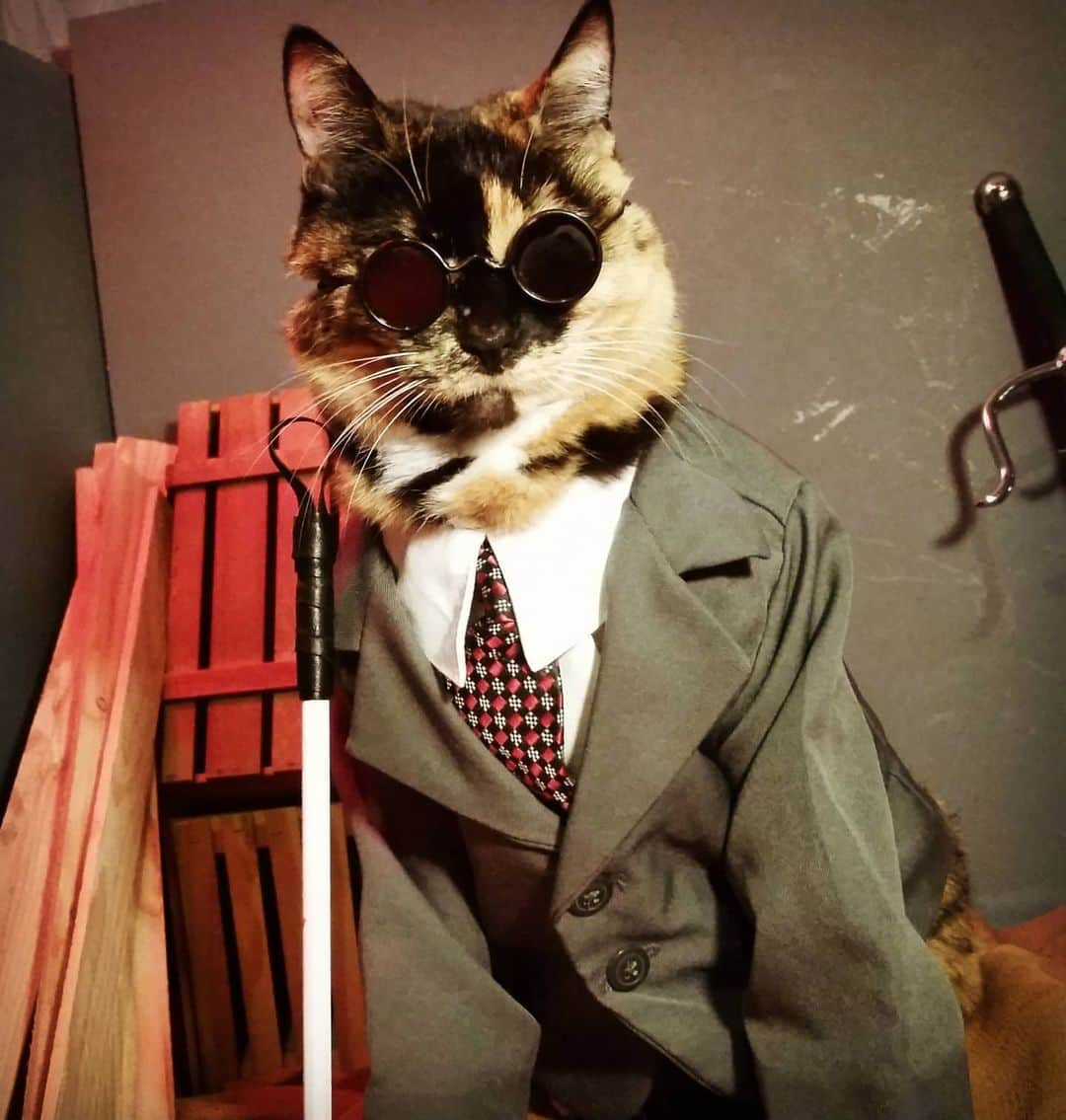 猫コスプレさんのインスタグラム写真 - (猫コスプレInstagram)「It's a good day for Avacados at Law.  #Daredevil」12月10日 0時49分 - cat_cosplay