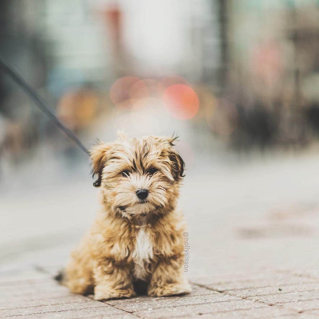 Holly Sissonさんのインスタグラム写真 - (Holly SissonInstagram)「It’s Oliver’s #gotchaday! He came home to us five years on this day. This is one of my favourite shots of him on his first downtown outing. ❤️🐶❤️ #Toronto #Havanese #puppy #bokeh  #petphotography  ~ See more of Oliver & Finnegan, on their pet account @pitterpatterfurryfeet ~  Canon 1D X + 85 f1.2L II @ f1.2  1/1600 (See my bio for full camera equipment information plus info on how I process my images. 😊)」12月10日 0時52分 - hollysisson