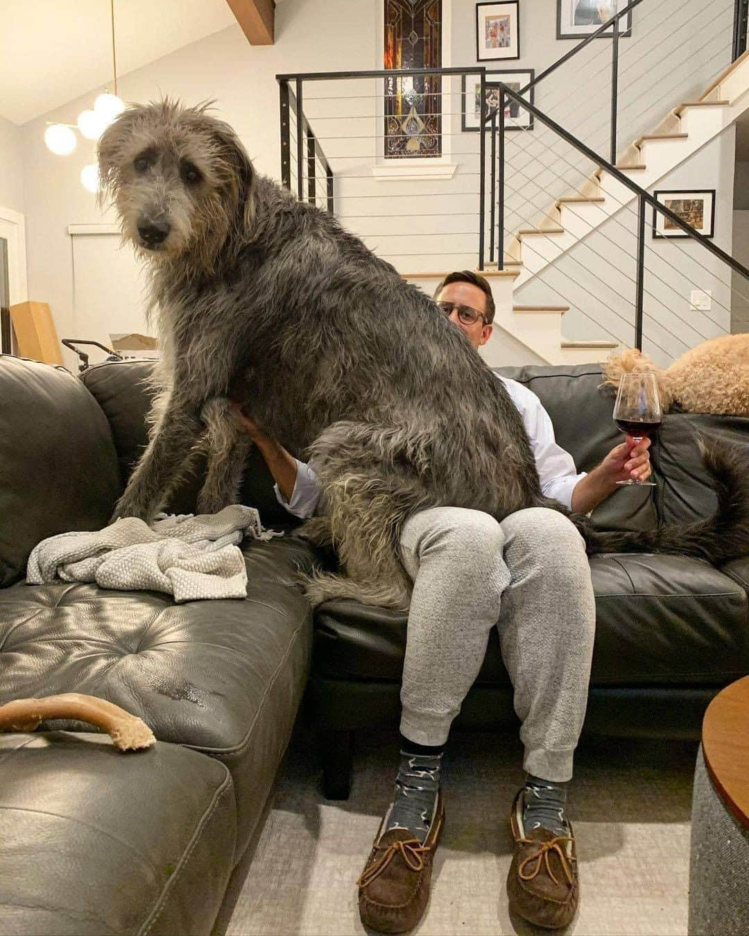 8crapさんのインスタグラム写真 - (8crapInstagram)「Once a lap dog, forever a lap dog - 📷 @pirsigandedwin - #barked #dog #doggo #IrishWolfhound」12月10日 1時00分 - barked