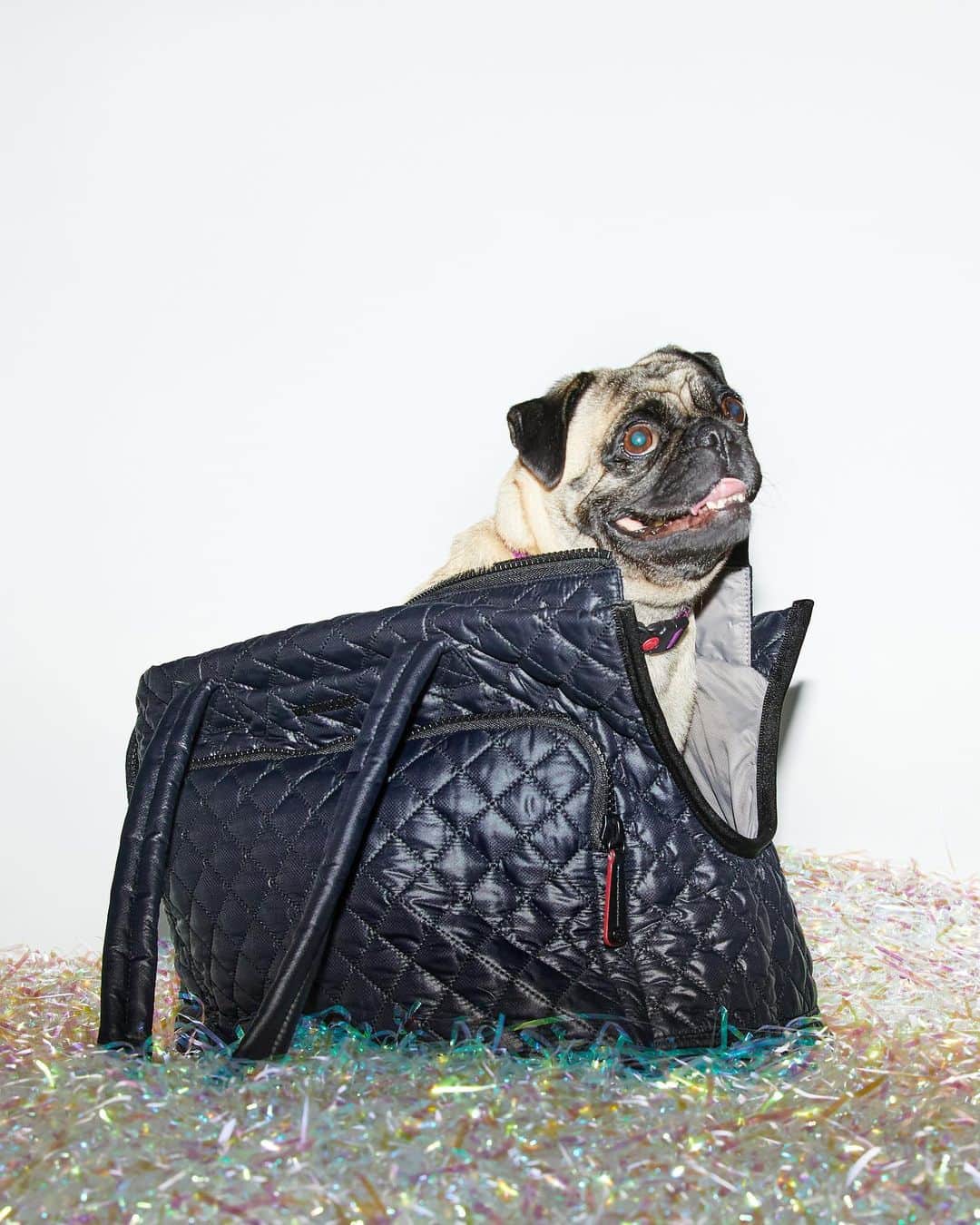 MZウォレスのインスタグラム：「Day 8. You barked, we answered! Our new Metro Dog Bag is the chicest way to carry your canine companion (perfect for pups up to 18 pounds). Head to our stories to get a closer look and tap to shop now!  ✨Check back tomorrow for another reveal.✨」