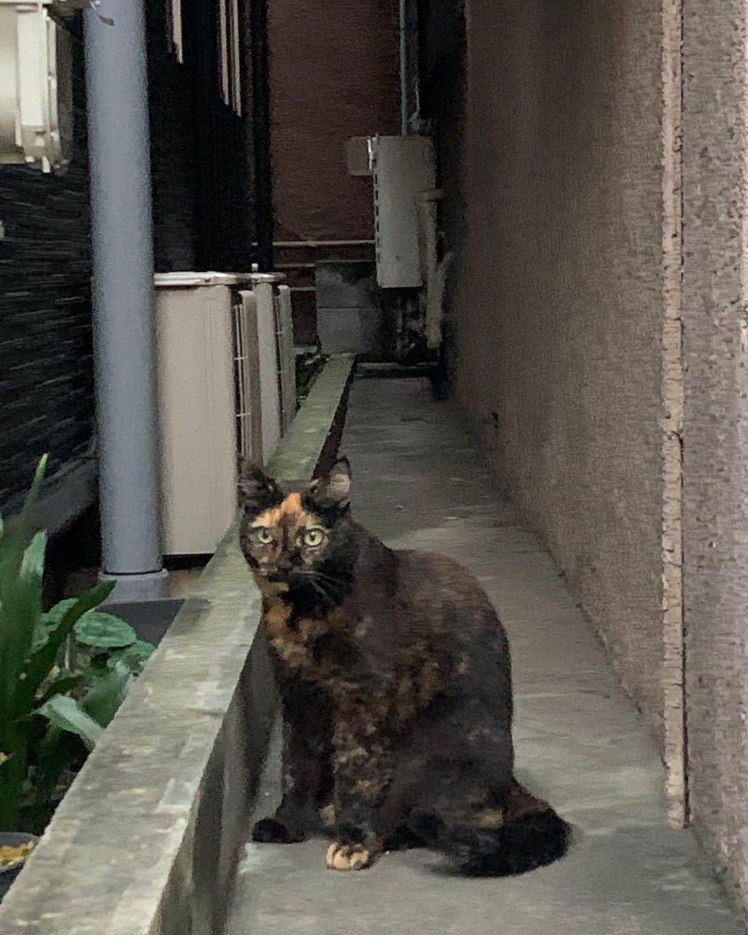 福山理子さんのインスタグラム写真 - (福山理子Instagram)「近所のかわい子ちゃん  #町猫 #町ねこ #猫好き」12月10日 1時15分 - rikofukuyama
