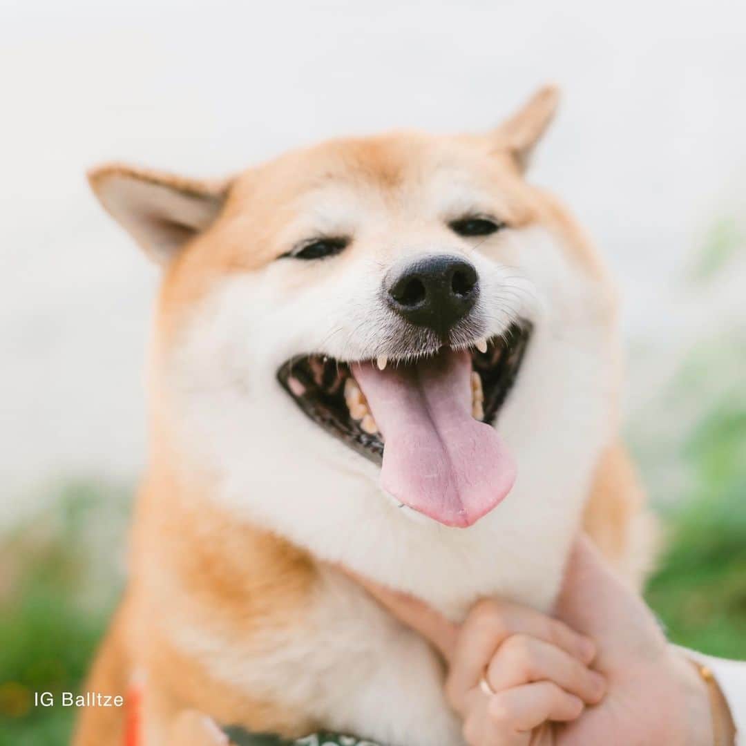 Balltze My name is Ballのインスタグラム：「Happy Wednesday 🐶  Photo by @helenamfung  #balltze #fat96 #nomnomnomclub #balltzecheems #yos #cheems」