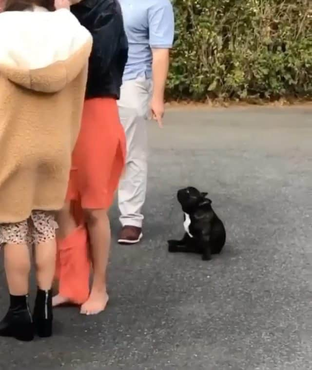 French Bulldogのインスタグラム