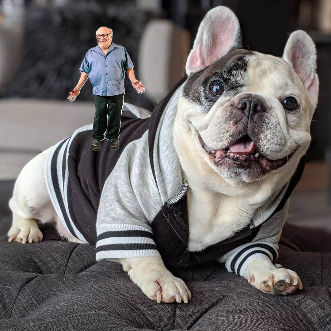 Manny The Frenchieのインスタグラム：「You've heard of #elfontheshelf, but what about Danny on Manny?! 🤣  #DannyDevito #myelf」