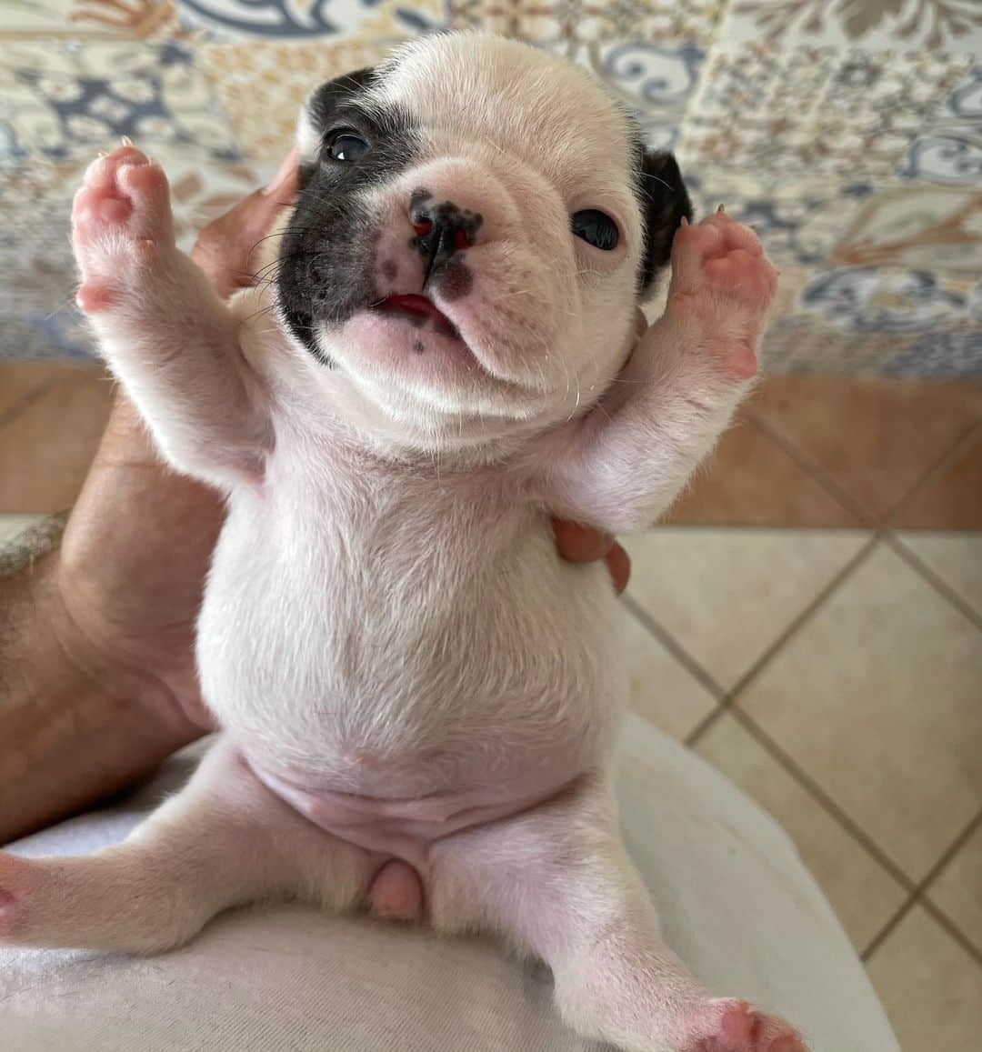 Regeneratti&Oliveira Kennelのインスタグラム：「Hands up cutie 🥰 #frenchie #frenchbulldog #cutepuppy #adorabull #jmarcoz #frenchies1」