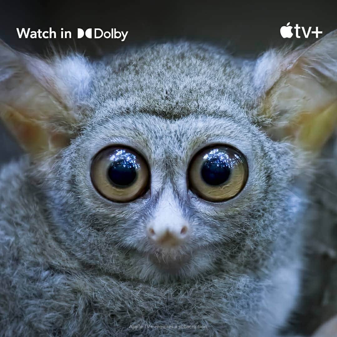 ドルビーラボラトリーズさんのインスタグラム写真 - (ドルビーラボラトリーズInstagram)「Dolby was made for moments like these. With Dolby Vision, you can see what happens in the night with stunning saturation and light. Which animal are you vibing with? ⁣ ⁣ Stay up late and watch Earth at Night in Color on the @AppleTV app with an Apple TV+ subscription.」12月10日 2時30分 - dolbylabs