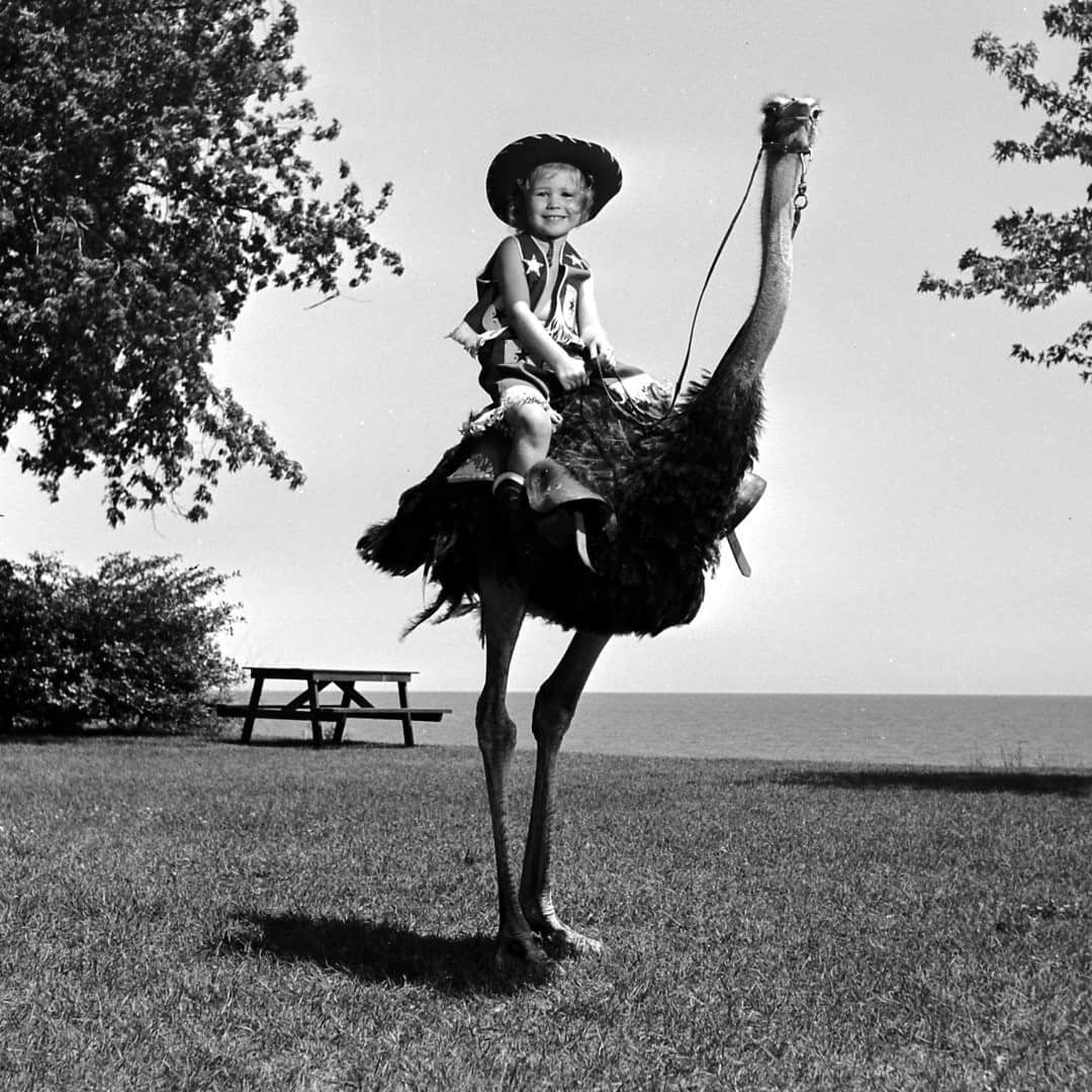 lifeのインスタグラム：「A little girl takes her ostrich out for a stroll, 1949. For more cute critters and kids, tap the link in bio. (📷George Skadding/The LIFE Picture Collection)  #wildlifewednesday #ostrich #ostrichriding #1940s #kidsandanimals」