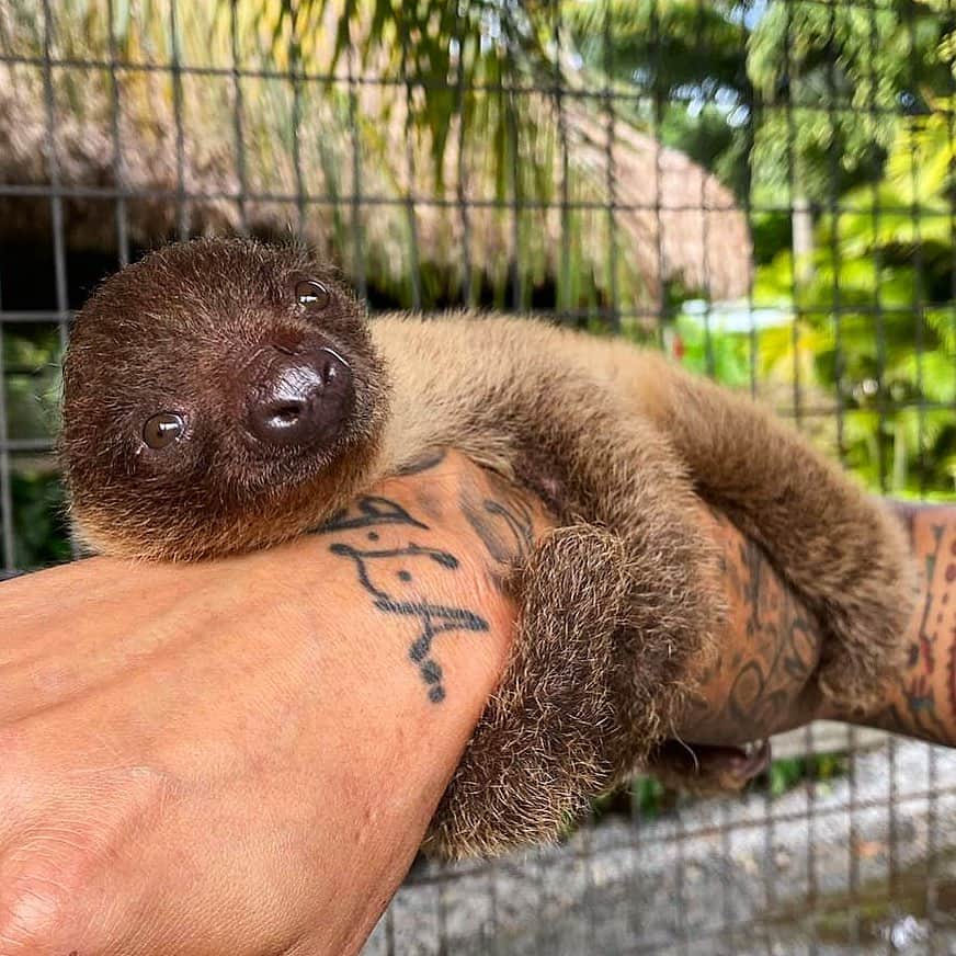 Zoological Wildlife Foundationさんのインスタグラム写真 - (Zoological Wildlife FoundationInstagram)「Hello IG family!! Look how big, strong and beautiful I’m getting!!😍🦥🐾 #slothsofinstagram #babysloth」12月10日 2時36分 - zwfmiami