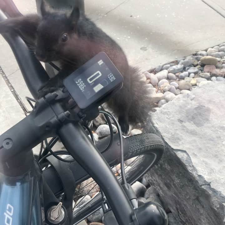 アイオン・ベイリーのインスタグラム：「Even the squirrels」