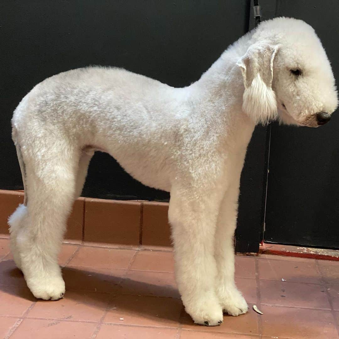 Dogs by Ginaさんのインスタグラム写真 - (Dogs by GinaInstagram)「Gus, #bedlingtonterrier   He really is a beautiful dog ❤️.  Maybe by the time grooming competitions are thing again I’ll have taught him to stand confidently. 😅」12月10日 3時48分 - napanatural.dogco