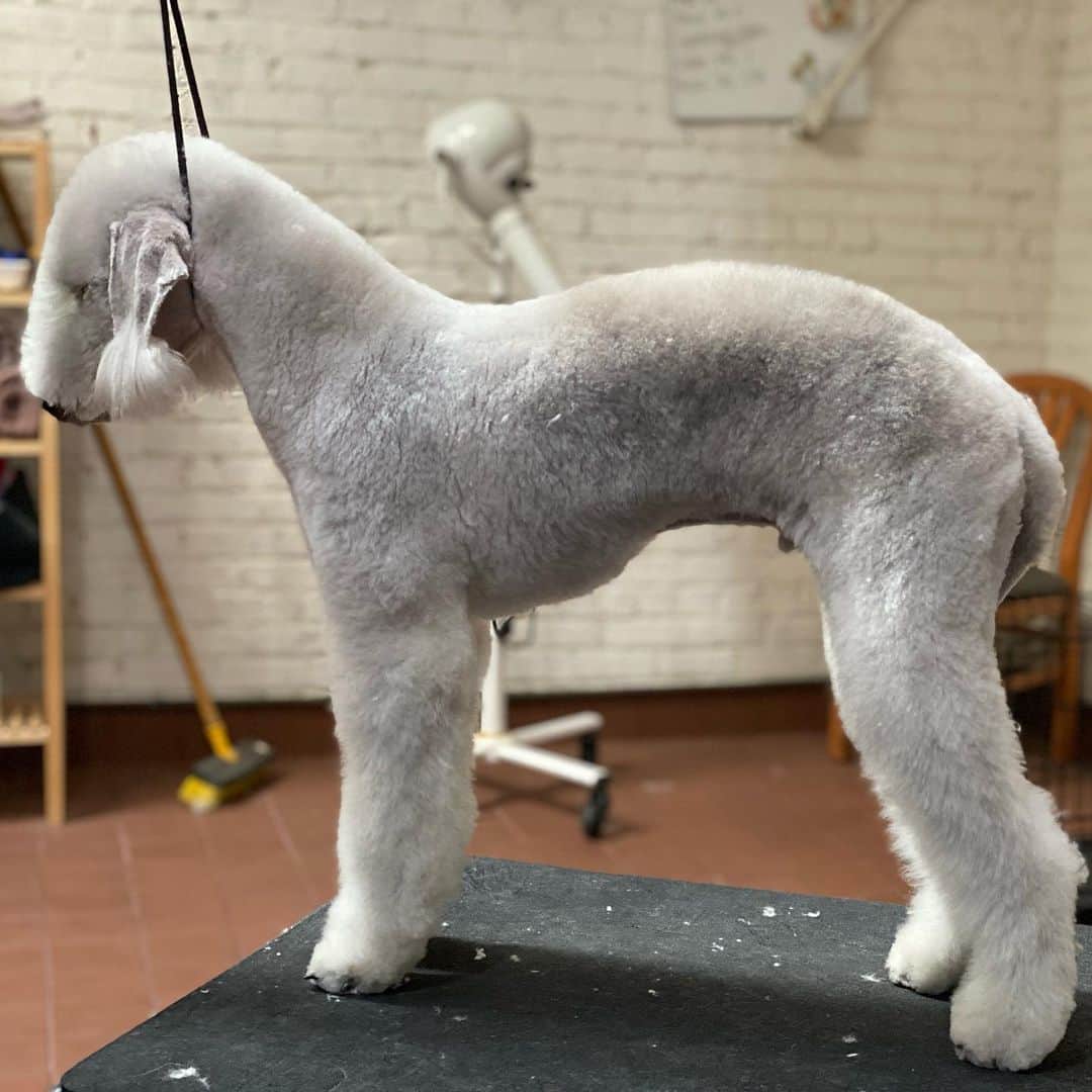 Dogs by Ginaのインスタグラム：「Gus, #bedlingtonterrier   He really is a beautiful dog ❤️.  Maybe by the time grooming competitions are thing again I’ll have taught him to stand confidently. 😅」
