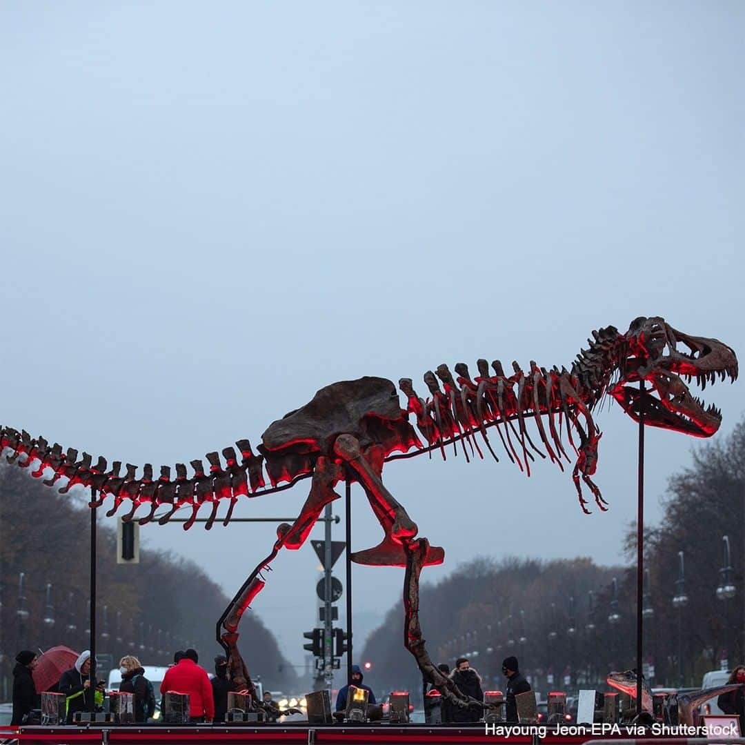 ABC Newsさんのインスタグラム写真 - (ABC NewsInstagram)「A T. rex skeleton looms in front of the Brandenburg Gate amid an event industry demonstration in Berlin, Germany, where people set up a vigil—including the skeleton and coffin—calling for better COVID-19 regulations. #trex #skeleton #events #protesting #covid19 #coronavirus #pandemic #dinosaur」12月10日 3時57分 - abcnews