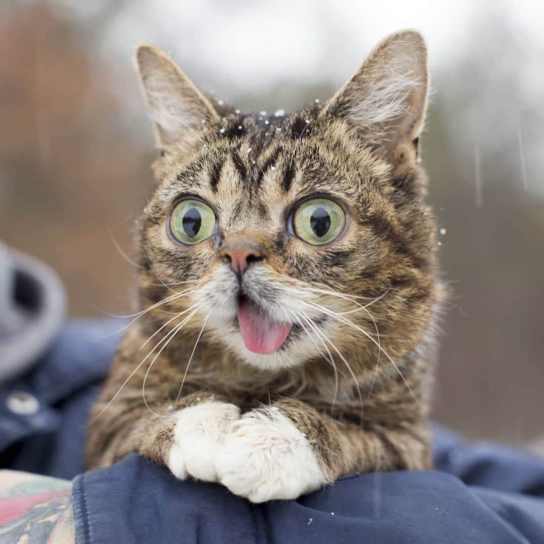 Lil BUBさんのインスタグラム写真 - (Lil BUBInstagram)「Amazing in any climate. #bestjobbub #warmandfuzzy #lilbub」12月10日 3時54分 - iamlilbub