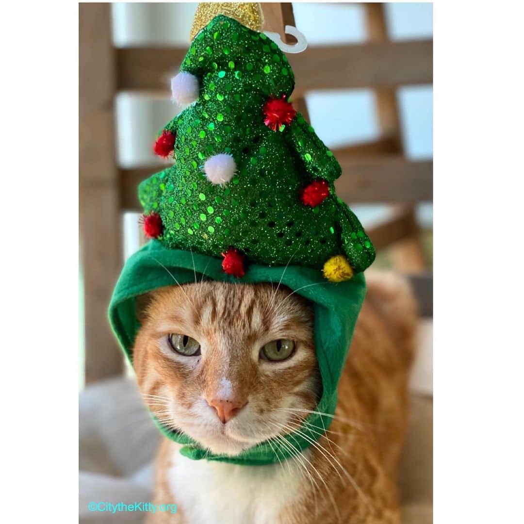 City the Kittyのインスタグラム：「‘Tis the season. 🎄   #christmascat #christmascats #christmastree #xmascat」