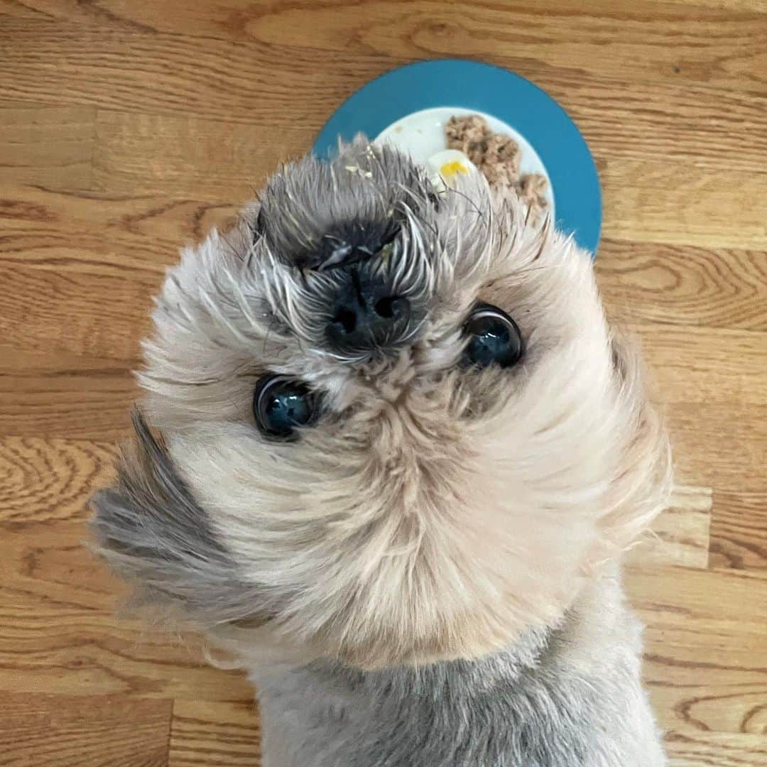 Dougie the Shih Tzuのインスタグラム：「Brunching.」