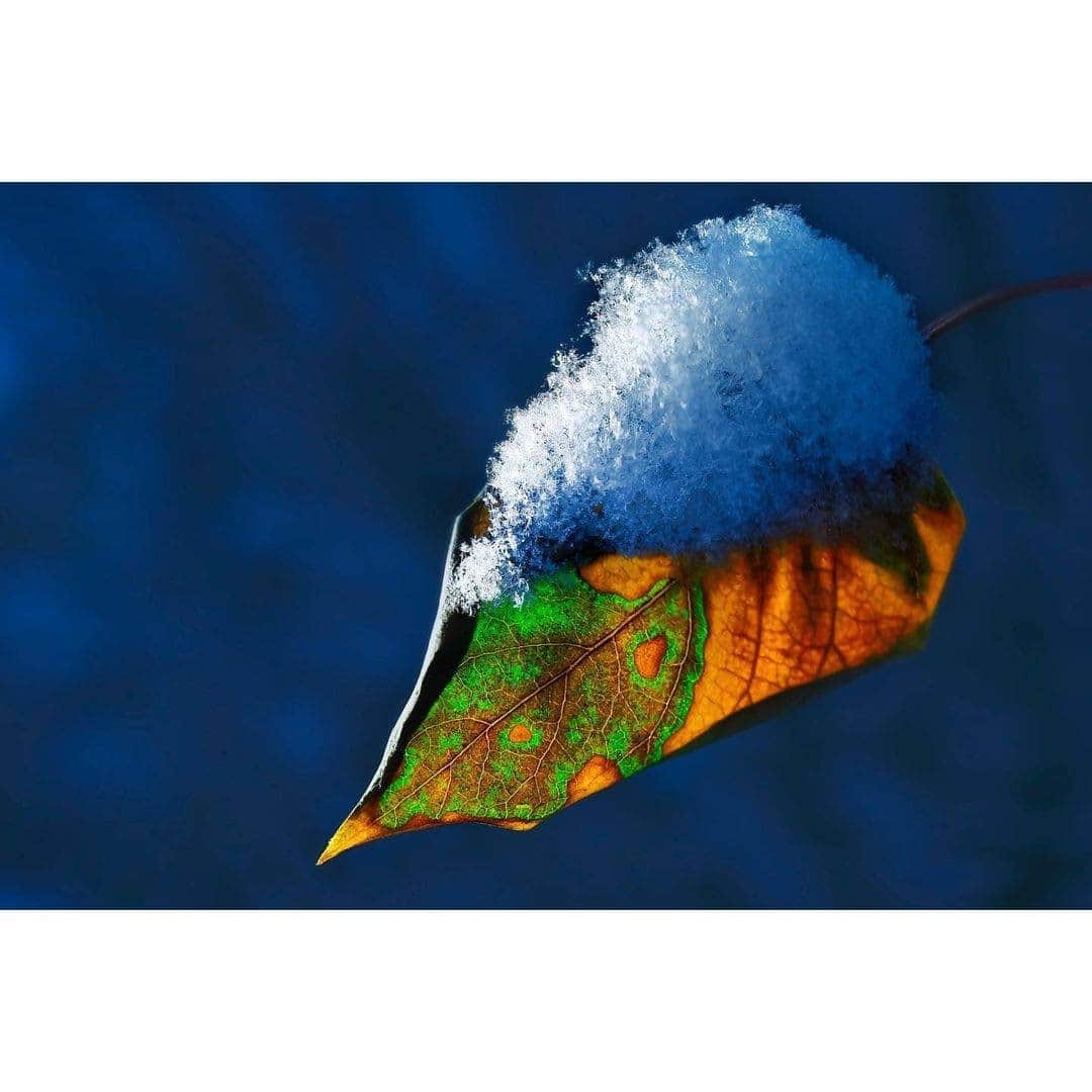 NikonUSAさんのインスタグラム写真 - (NikonUSAInstagram)「Snow Leaf Transparency, shot by #NikonAmbassador @daveblackphoto. Get the details from Dave: "#NikonZ7, ISO1000, 1/640 at f8, NIKKOR Z 24-70mm f4 S lens with a Close-Up Filter, WB3030K ... LIGHTPAINTING with LED flashlight (250 Lumens) with CTO Orange Gel. The early morning thick overcast created perfect conditions for what I call 'Small World' Lightpaintings. Even though I’m using a fast shutter speed I still call this a Lightpainting as I am simply using a handheld 'Light Source'...an LED flashlight. • HOW THIS IMAGE WAS MADE: I was simply walking-about with my camera and my LED flashlight looking for a picture. I noticed this little leaf and liked the green-to-brown seasonal transition. And I could SEE that it was nearly transparent when I held my LED flashlight Off-Camera in my Left hand while hand-holding my #Z7 mirrorless camera in my right hand...No Tripod (your choice) I was just keeping it a simple walk-about and not about complex flash. • 'I’m AFRAID of LIGHTING' ...I hear this at every workshop I teach...and I truly understand those who run away from Flash...I was afraid too, but let me encourage you.  My suggestion to those who are afraid of lighting is to simply take an LED flashlight out with you early in the morning or evening, especially when it’s cloudy. These dim ambient-light conditions are “dim enough” and enables your LED flashlight to easily illuminate small subjects from a few inches away. • IT’S EASY TO LIGHT: Find your Small World subject...compose the scene...Auto-Focus on the little subject. Now, simply hold your flashlight out-away from your camera a few inches away from the flower or leaf or spider or dew drops on grass, whatever. Aim the LIGHT at your little subject while always looking through the camera to SEE where the LIGHT is illuminating the little subject. Make a picture...move the light a ¼ inch and again SEE what the LIGHT does to the subject...Make another picture. Move the Light 2 inches left and Make another picture, move your handheld camera one inch right and Make another picture, etc. Always SEEING what the Light is doing to the subject ...THIS is LIGHTING."」12月10日 4時33分 - nikonusa