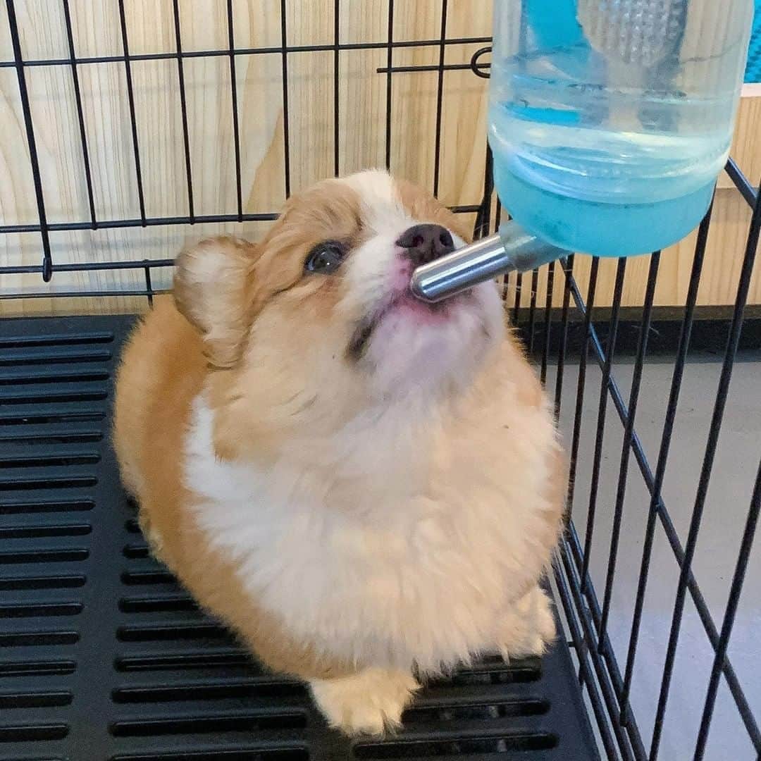 8crapさんのインスタグラム写真 - (8crapInstagram)「Time to drink some water 💧 - Want to get featured like him? Join “The Barked Club” on FACEBOOK and post something now! 👉 barked.com - 📷 @cooperandbaby_corgi - #TheBarkedClub #barked #dog #doggo #puppy #pupper #Corgi #CorgiPuppy」12月10日 5時00分 - barked