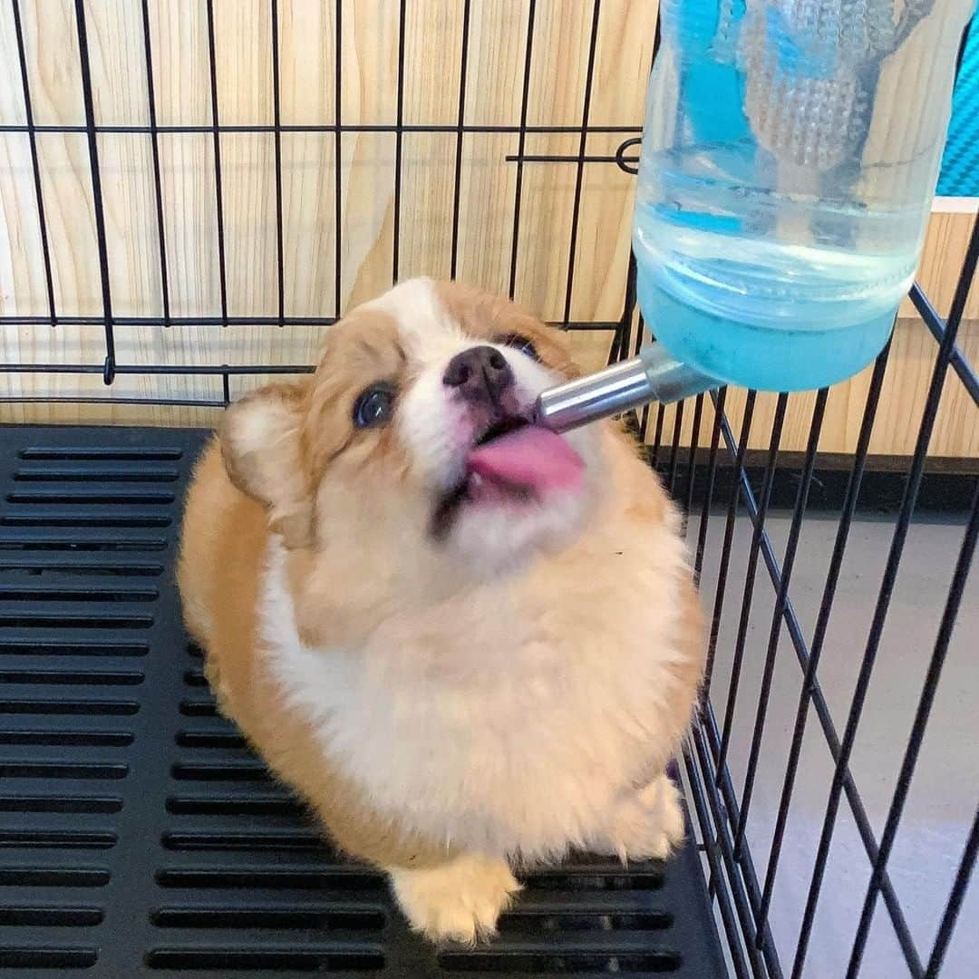 8crapさんのインスタグラム写真 - (8crapInstagram)「Time to drink some water 💧 - Want to get featured like him? Join “The Barked Club” on FACEBOOK and post something now! 👉 barked.com - 📷 @cooperandbaby_corgi - #TheBarkedClub #barked #dog #doggo #puppy #pupper #Corgi #CorgiPuppy」12月10日 5時00分 - barked