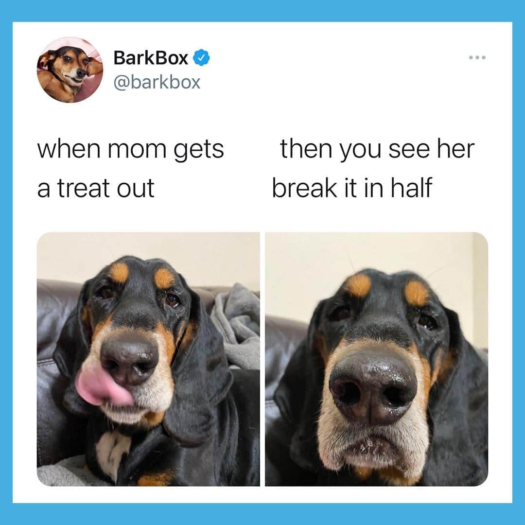 BarkBoxのインスタグラム：「THE ULTIMATE BETRAYAL 😤」