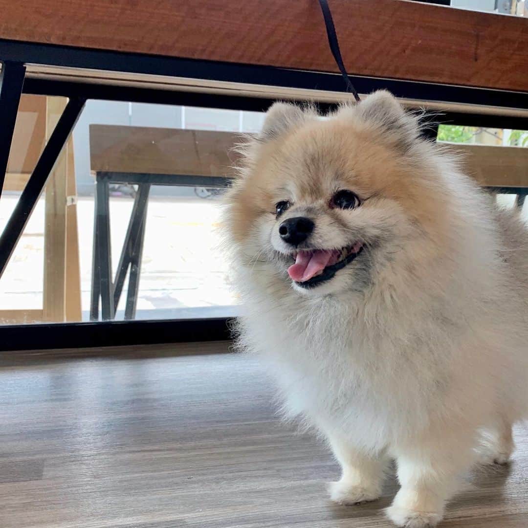 Ella Chuffyのインスタグラム：「Cleaning a photo file and found this.  #tbt❤️ #ellachuffy #pom #pomeranian #pomeranianworld #pomeranianlove #pomeraniansofinstagram #happymoments #smile😊 #doglovers #dogsofinstagram #小狼 #犬」