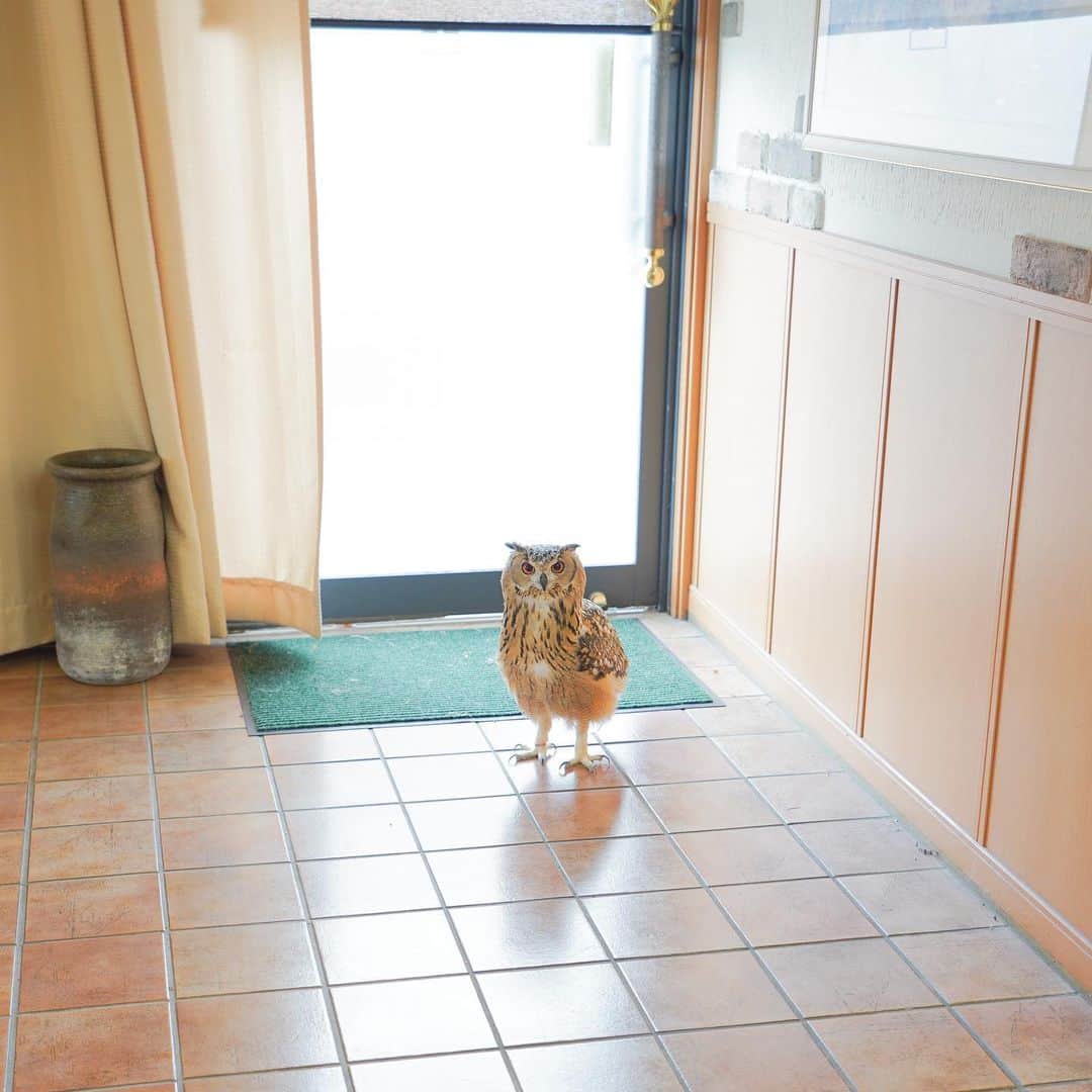 GEN3 Owlのインスタグラム：「小さなお客様、一名様ご来店。 A small guest came. #owl #owlgaru #フクロウ」