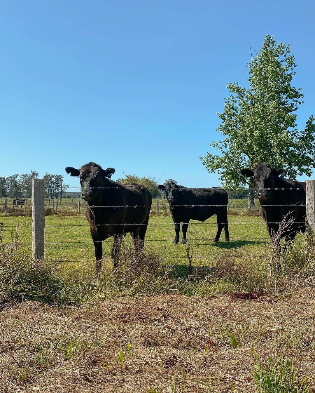 Hannah Pereraさんのインスタグラム写真 - (Hannah PereraInstagram)「Found these cuties whilst taking our #greataustraliandetour up to Byron in our @subaruaustralia , and couldn’t help but to say hello 🐄🐄🐄 #subaru」12月10日 16時31分 - hannah_perera