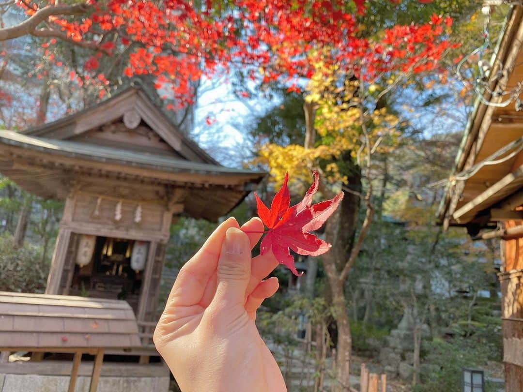 湯の山温泉 寿亭|Ryokan KOTOBUKITEIのインスタグラム：「・ 当館、#寿亭 の#日本庭園 にある紅葉の木がとても綺麗な赤色に染まっており、ついパシャリ📸🌟 太陽の光もあたって赤色が綺麗に映えてます🍁 是非、ご覧くださいませ。 ・  #三重#温泉#温泉好き#温泉旅行#旅行#温泉旅館#三重旅#三重旅行#女子旅#インスタ映え#旅館寿亭#湯の山温泉 #寿亭 #御在所岳 #ロープウェイ  #mie#japan#yunoyamaonsen#onsen#ryokan#ryokanlife#visitmie」
