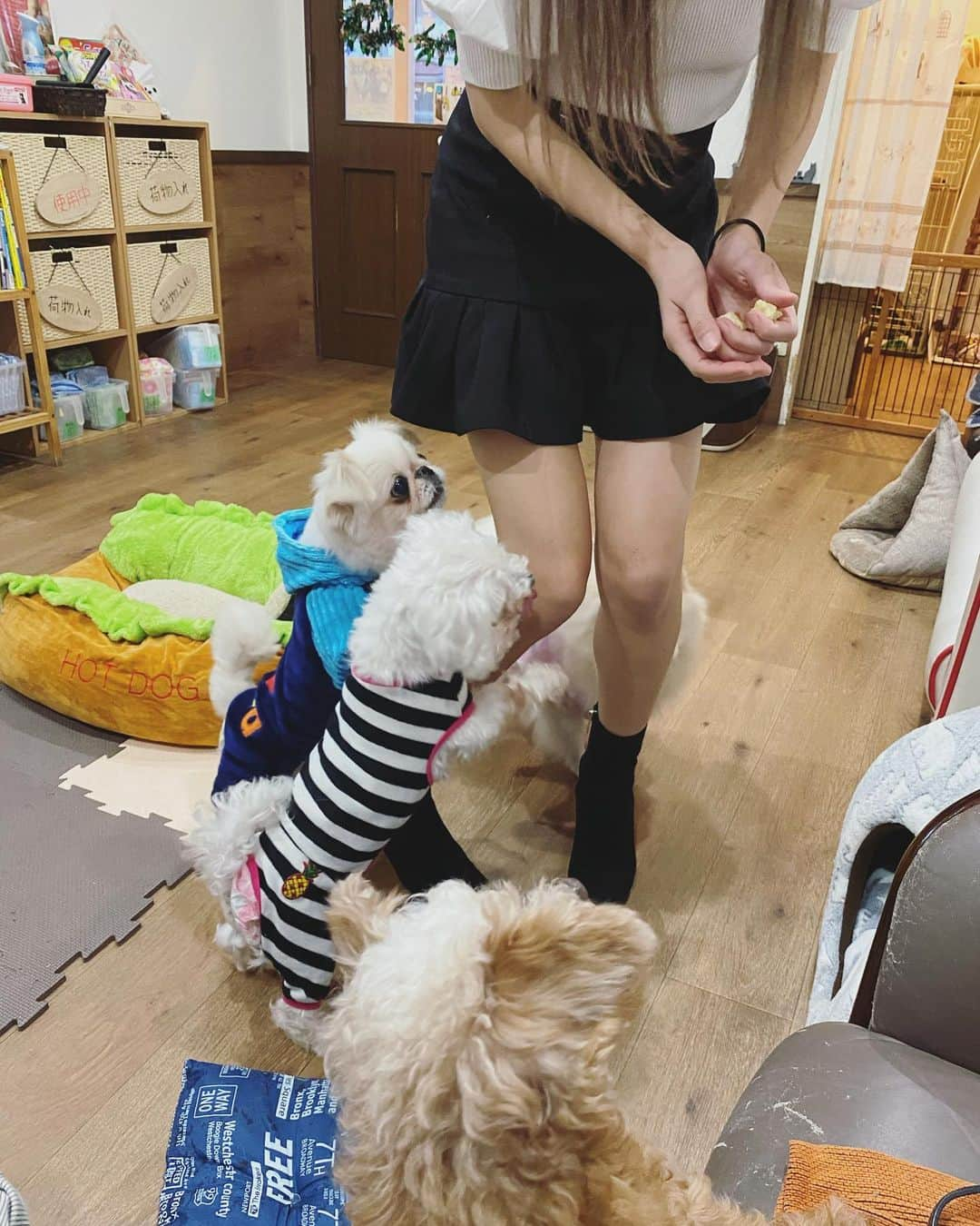 神崎紗衣さんのインスタグラム写真 - (神崎紗衣Instagram)「先日、保護犬保護猫カフェに行ってきました。  保護犬保護猫カフェとは 行き場を失ってしまって新しい家族を待ってる犬猫達と里親になりたい人を結ぶきっかけを提供してる場所です！  NPO法人や各ボランティア団体の方が全国いろんな場所で展開していまして、私は帰省した際に大阪府堺市の保護犬カフェに行ってきました！  今は引き取れないって方もドリンク1杯飲むことで支援になったり、わんちゃんねこちゃんとふれあえます。 カフェまで行けないけど支援したい方は、通販などでお店に届くよう犬猫用のオムツやフードを送ることだってできます🤱💓  わたしは正直アンチペットショップだったのですが ペットショップの全てが悪ではなく、最後まで愛情と責任もって育てることの方が大事だ ということを今回知りました、ごもっともですね🙇‍♂️  こんな場所が、こんな家族のなり方があるんだよってこと、もっともっと世間に広まればいいな！！  余談ですが、うちにいるポメラニアンのティーも保護犬出身なんですよ🍼  美人な猫ちゃんもたくさんいました🐈 4枚目の白いチェルちゃんは盲目だから臆病なのか最初は全然寄ってきてくれなかったけど 途中からめっちゃくっついてきて愛おしかった…！  これからも、わたしにできることをしていきたいです！  @hogoken_cafe.sakai  #保護猫#保護犬#保護犬を家族に#保護犬カフェ堺店#ボランティア#npo法人#わんこのいる生活#にゃんだふるらいふ」12月10日 16時33分 - kanzaki_sae