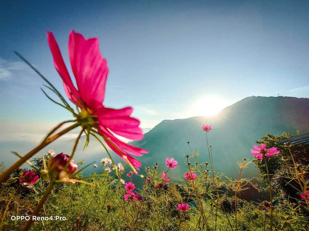 Abhinav Chandelさんのインスタグラム写真 - (Abhinav ChandelInstagram)「Mountain mornings appear like a gentle poem, On the pages of life's diary, As we sit with a cup of tea in our hands, Smiling at the beauty of it all, While the flowers dance in the gentle breeze, And our skins bask under the warmth of the sun, As under the blue skies, The mountains far away give us a glimpse, Of what lays waiting for us, If we ever want to take a step In the wild unknown.  But until then, We sit here, Reading that poem, With a smile upon our lips, As the flowers sway, To the music of the mountains. . . . . . #shotonOPPO #OPPOReno4pro #OPPOmobileindia #writersofinstagram #writersoninstagram #writingcorner #writersofig #writerscommunity #writersnetwork #writersconnection #writerssupportingwriters #writersfollowwriters #writersofindia #nainital #uttarakhandheaven #uttarakhand」12月10日 15時03分 - abhiandnow