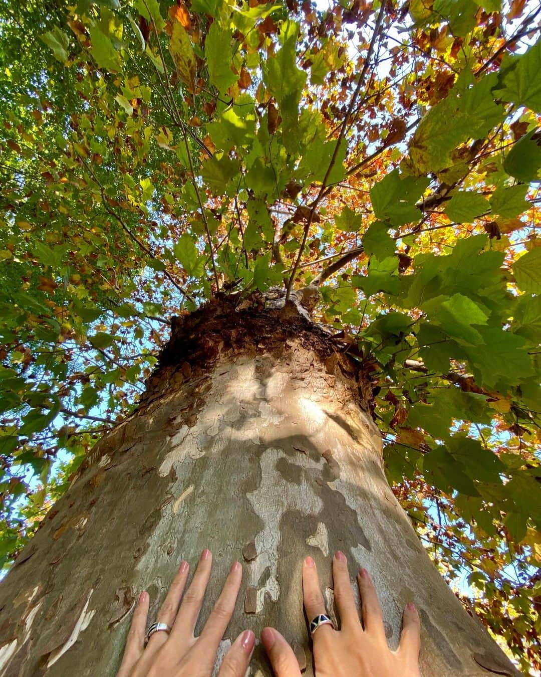 メロディー洋子さんのインスタグラム写真 - (メロディー洋子Instagram)「This is one of the best feelings in the world. Have you hugged a tree lately? 🤗🌳  とても良い気持！最近木にハグした？✨  Blessings from the Earth. 🍃」12月10日 15時18分 - melody.yoko