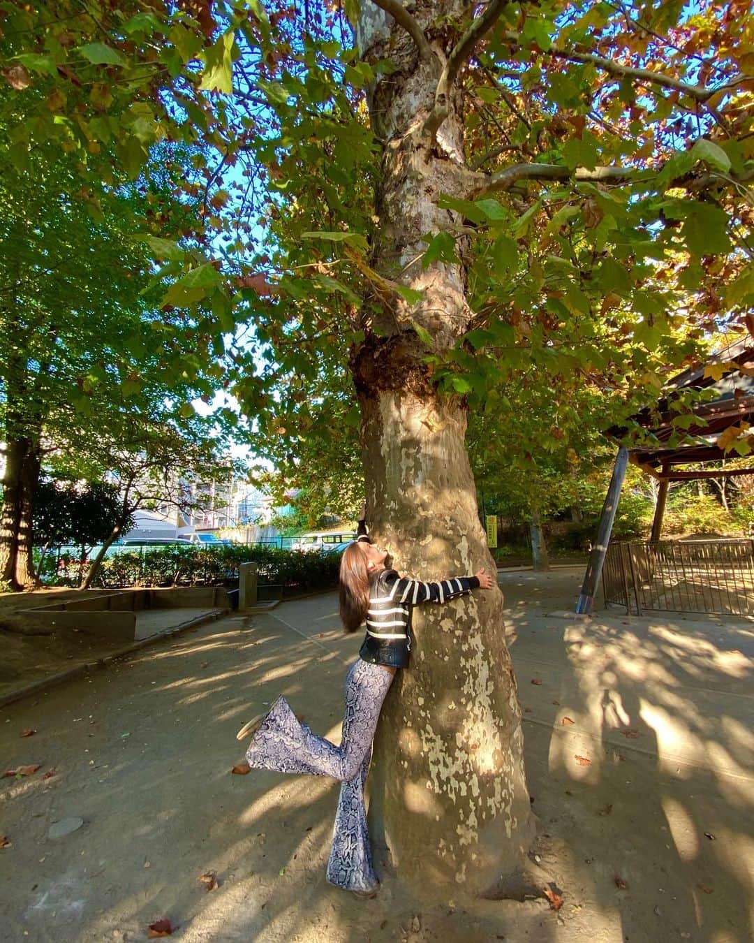 メロディー洋子さんのインスタグラム写真 - (メロディー洋子Instagram)「This is one of the best feelings in the world. Have you hugged a tree lately? 🤗🌳  とても良い気持！最近木にハグした？✨  Blessings from the Earth. 🍃」12月10日 15時18分 - melody.yoko