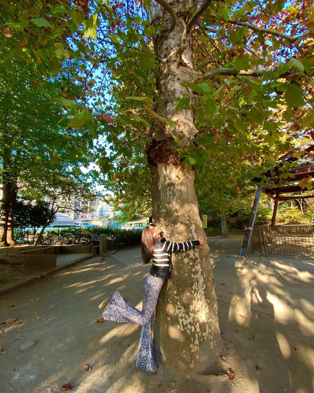 メロディー洋子のインスタグラム：「This is one of the best feelings in the world. Have you hugged a tree lately? 🤗🌳  とても良い気持！最近木にハグした？✨  Blessings from the Earth. 🍃」