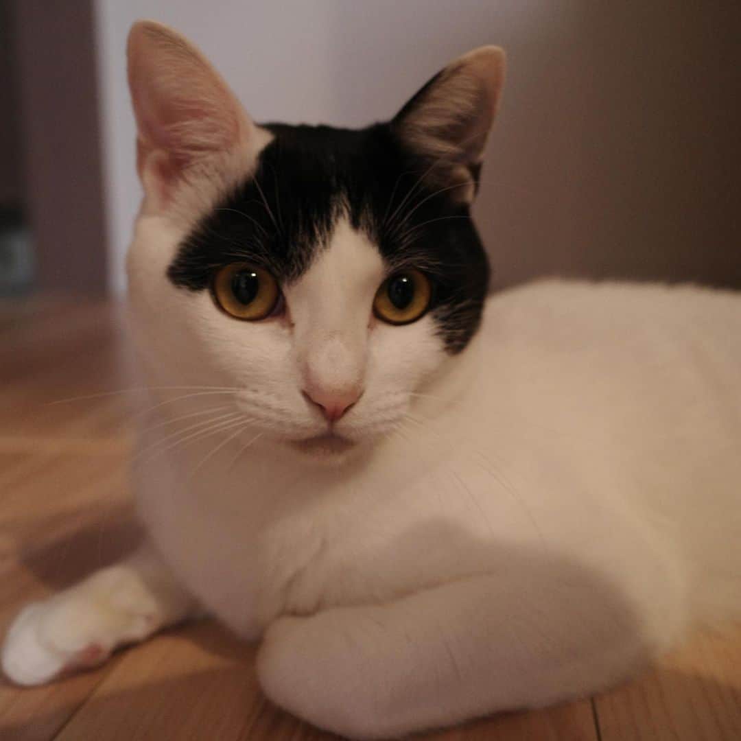 KAZUYAのインスタグラム：「今日のにゃんこ85。 近距離撮影。 #猫 #猫のいる暮らし #cat」