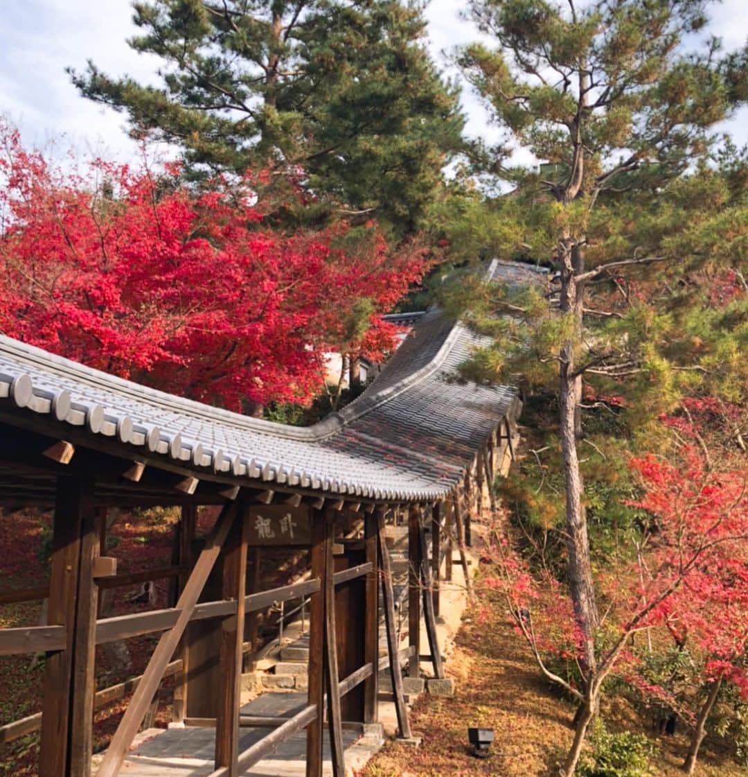 小林万希子さんのインスタグラム写真 - (小林万希子Instagram)「京都でお仕事の後、そんなに時間がないけど、でも京都を満喫したくて高台寺へ🍁  紅葉もギリギリまだ綺麗でした✨  「この2メートル程下にねね様がいらっしゃいます」毎回聞くフレーズなのですが何だかとても不思議な気持ちになるんです。  昨年、屋根や壁がきれいに修復されたそうで色鮮やかになっていました♡  コロナ禍で人が少ないのもあってゆっくりお話をお伺いする事ができて、改めて高台寺の良さを感じましたよ😌  京都はどの時期も好きですが、 紅葉🍁シーズンはよりしっとりと綺麗ですね✨  #京都  #kyoto  #高台寺  #紅葉  #紅葉狩り 🍁」12月10日 16時01分 - macky1218