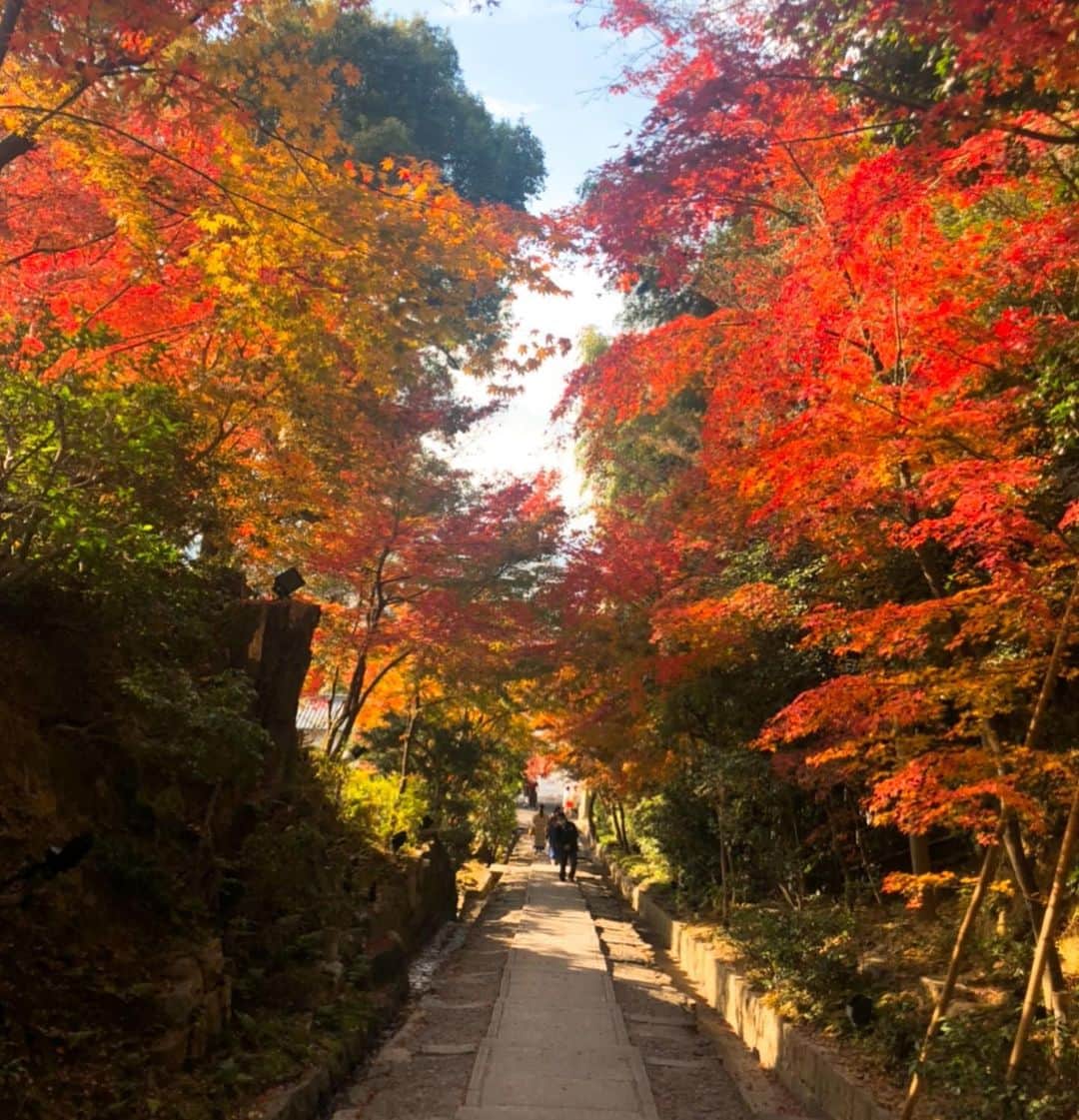 小林万希子さんのインスタグラム写真 - (小林万希子Instagram)「京都でお仕事の後、そんなに時間がないけど、でも京都を満喫したくて高台寺へ🍁  紅葉もギリギリまだ綺麗でした✨  「この2メートル程下にねね様がいらっしゃいます」毎回聞くフレーズなのですが何だかとても不思議な気持ちになるんです。  昨年、屋根や壁がきれいに修復されたそうで色鮮やかになっていました♡  コロナ禍で人が少ないのもあってゆっくりお話をお伺いする事ができて、改めて高台寺の良さを感じましたよ😌  京都はどの時期も好きですが、 紅葉🍁シーズンはよりしっとりと綺麗ですね✨  #京都  #kyoto  #高台寺  #紅葉  #紅葉狩り 🍁」12月10日 16時01分 - macky1218