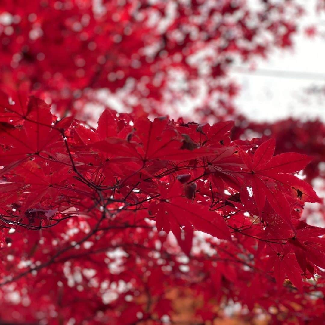 山本愛子さんのインスタグラム写真 - (山本愛子Instagram)「紅葉見に行こうよう🍁  てなわけで今年は近場で💦 本当は京都とかねー行きたいけどねー😭💦  でもちょうど見頃で十分楽しめました😊✨観光地じゃないから人もほとんどいなかったし♫✨  真っ赤もいいけど、緑黄色オレンジ赤のグラデーションも綺麗でした…😍😍💕  #紅葉 #japan #とりあえずポートレートにしとけばいいと思ってる」12月10日 16時19分 - aikoyade1219