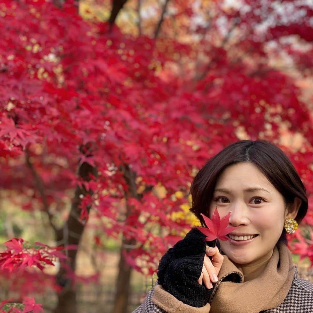 山本愛子さんのインスタグラム写真 - (山本愛子Instagram)「紅葉見に行こうよう🍁  てなわけで今年は近場で💦 本当は京都とかねー行きたいけどねー😭💦  でもちょうど見頃で十分楽しめました😊✨観光地じゃないから人もほとんどいなかったし♫✨  真っ赤もいいけど、緑黄色オレンジ赤のグラデーションも綺麗でした…😍😍💕  #紅葉 #japan #とりあえずポートレートにしとけばいいと思ってる」12月10日 16時19分 - aikoyade1219