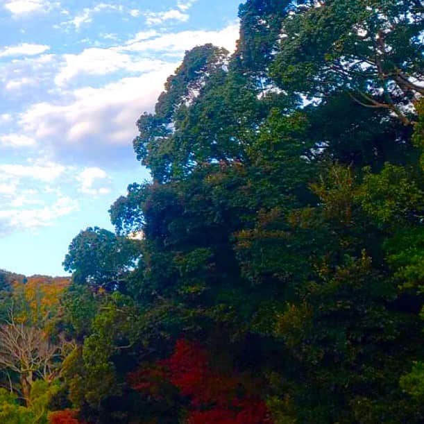 村主章枝さんのインスタグラム写真 - (村主章枝Instagram)「Beautiful mountains at Ise  伊勢の綺麗な山 #伊勢」12月10日 7時29分 - fumie.suguri